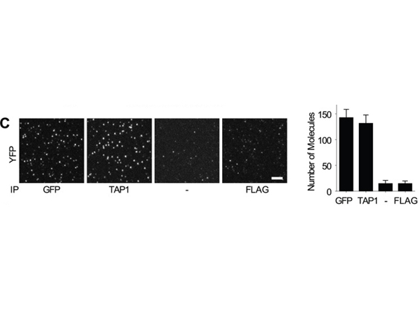 Immunofluorescence using GST Biotin